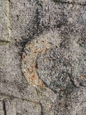 Fig. 4 Detaliu de structură a rocilor calcaroase de tip sarmatic, întâlnite în cimitirul din Ştefăneşti, Călăraşi. Remarcăm în acest material comun monumentelor funerare din satele: Odaia, Stefăneşti ( Călăraşi), Greceanca, Năieni, Bădeni ( Buzău), structura rocilor de calcar sarmatic, caracterizată prin depuneri de sedimente organogene, evidente sub forma urmelor de fosile, scoici, melci etc. din Era Terţiară, Eocen (conform geologului Cristian Lascu)