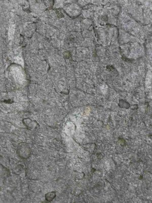 Fig. 3 Detaliu de structură a rocilor calcaroase de tip sarmatic, întâlnită în cimitirul din Dealul Istriţei; Greceanca, Buzău;